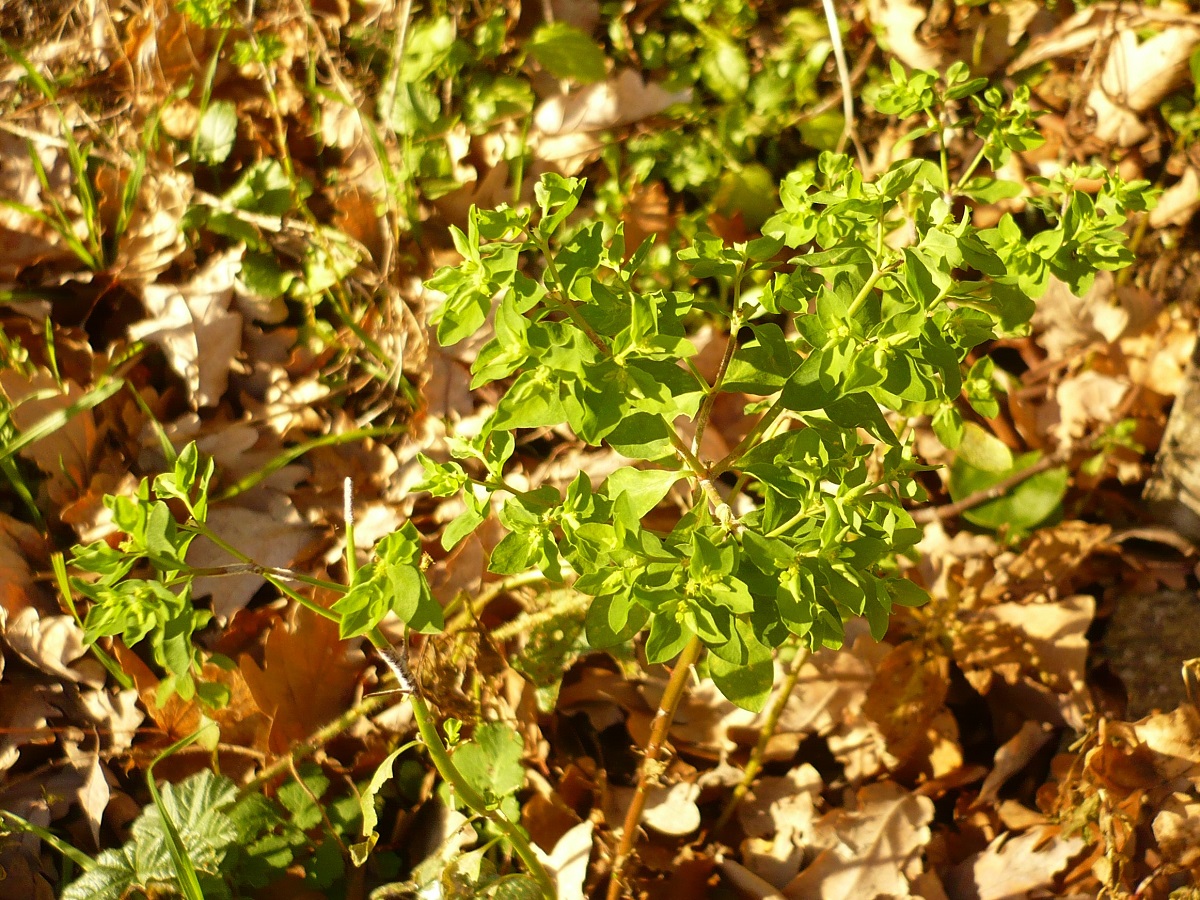 Euphorbia peplus (Euphorbiaceae)
